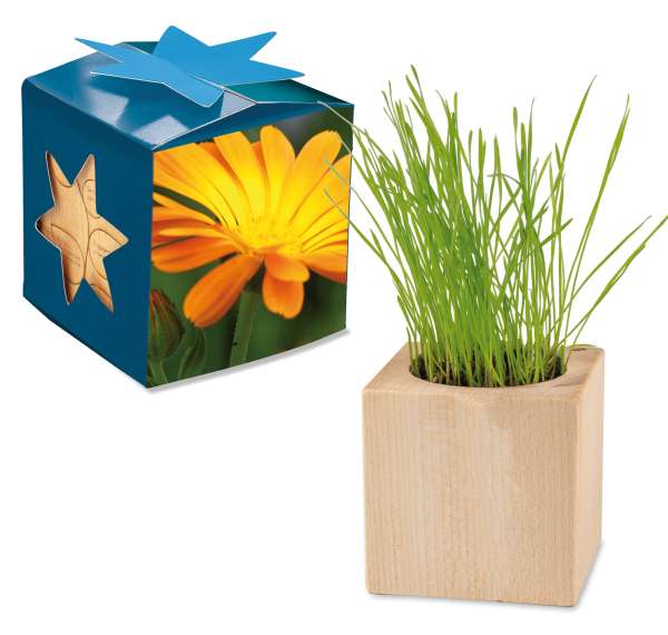 Pflanz-Holz Maxi Star-Box mit Samen