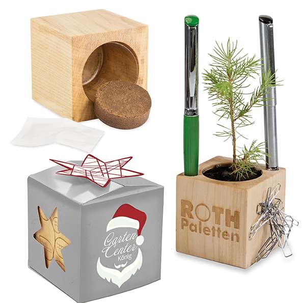 Pflanz-Holz Büro Star-Box Xmas mit Fichtensamen