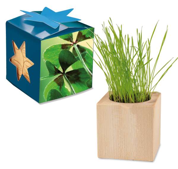 Pflanz-Holz Maxi Star-Box mit Samen