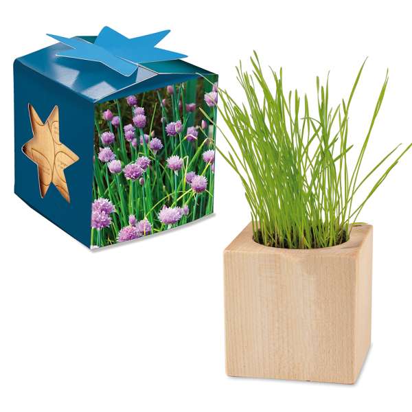 Pflanz-Holz Maxi Star-Box mit Samen