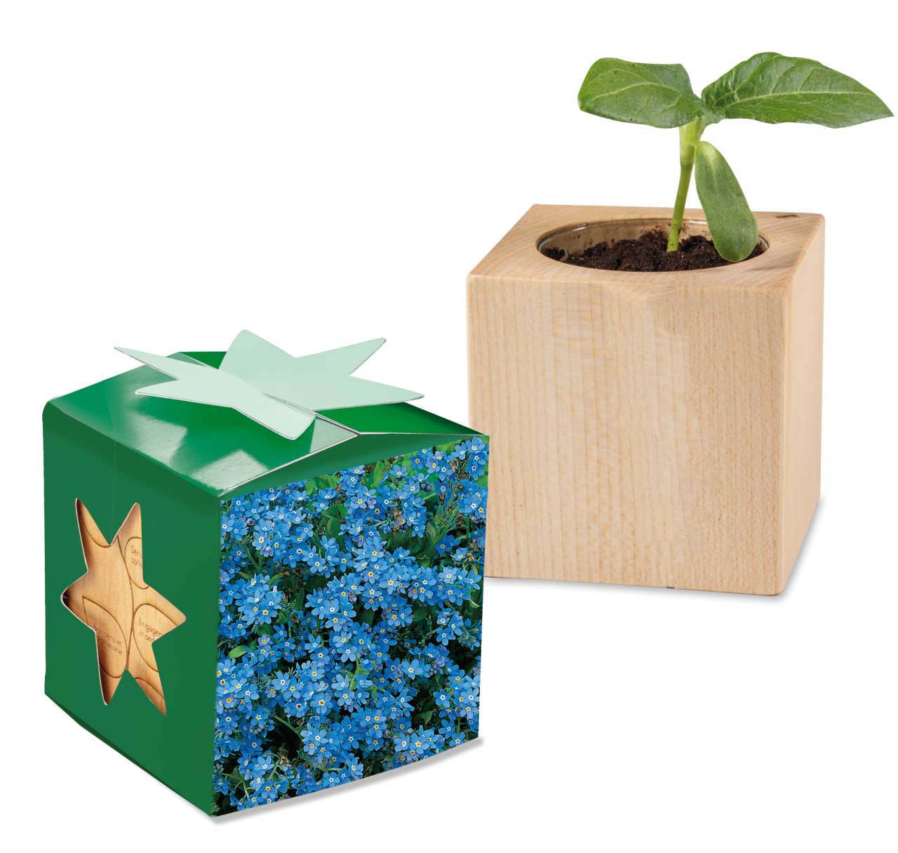 Pflanz-Holz Star-Box mit Samen