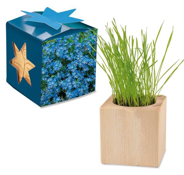 Pflanz-Holz Maxi Star-Box mit Samen