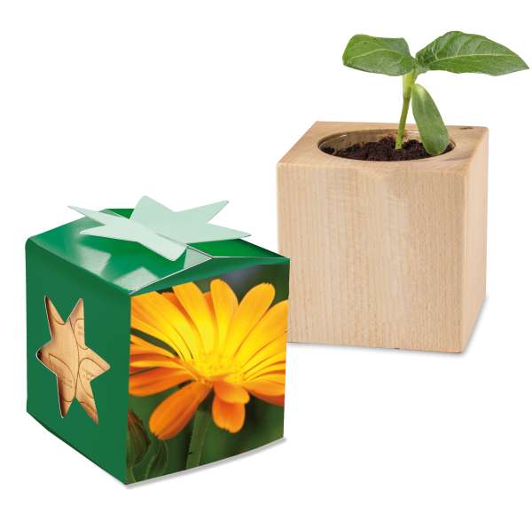 Pflanz-Holz Star-Box mit Samen