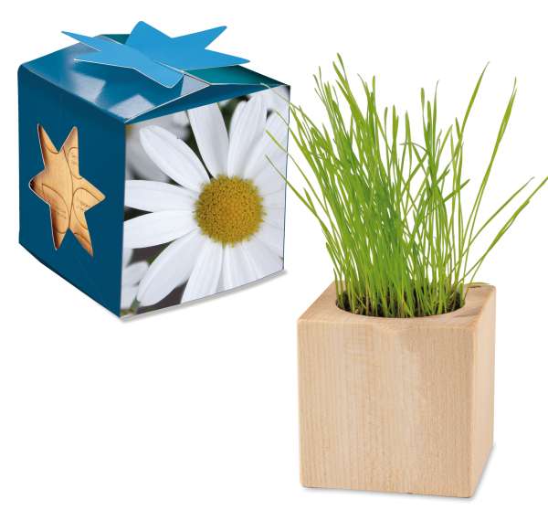 Pflanz-Holz Maxi Star-Box mit Samen