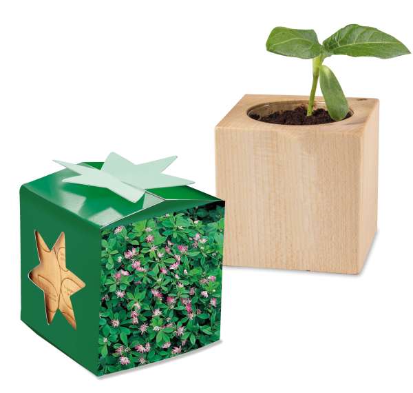 Pflanz-Holz Star-Box mit Samen