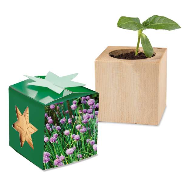 Pflanz-Holz Star-Box mit Samen