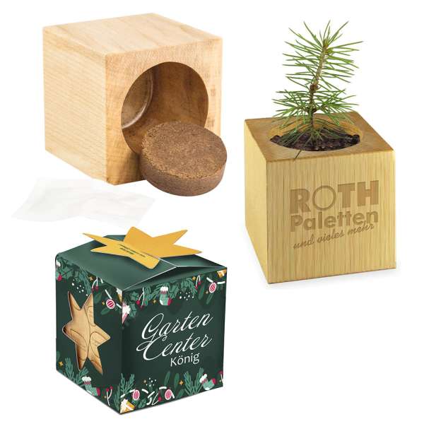 Pflanz-Holz Maxi Star-Box mit Samen