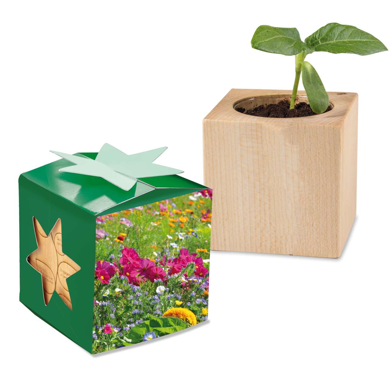 Pflanz-Holz Star-Box mit Samen