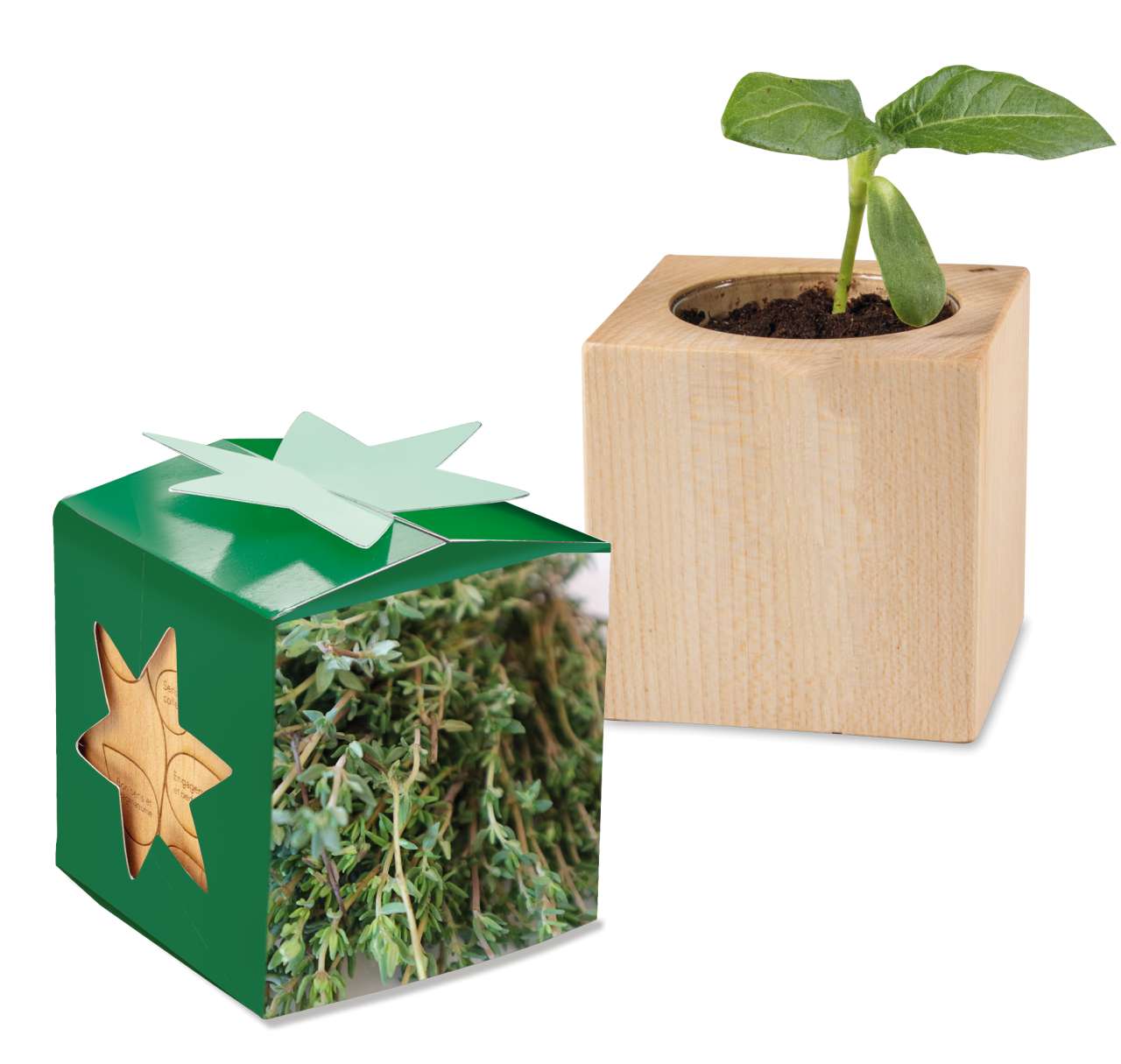 Pflanz-Holz Star-Box mit Samen