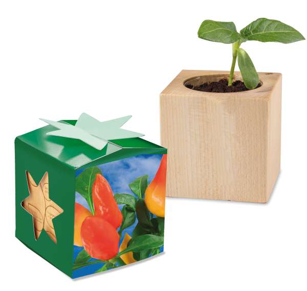 Pflanz-Holz Star-Box mit Samen