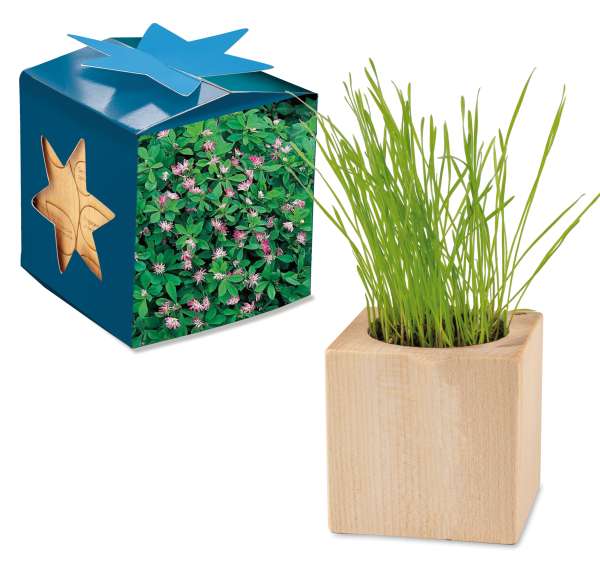 Pflanz-Holz Maxi Star-Box mit Samen